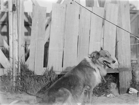 The dog, "Harefield" [Brighton Beach], 1900
