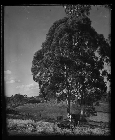 Yarra River, 1946