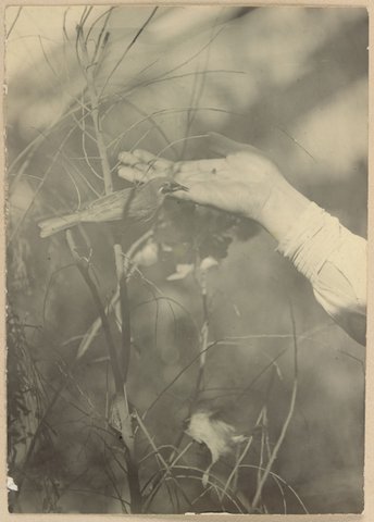 Honeyeaters at Dr. G. Harris', Clifton Hill Vic, 1902