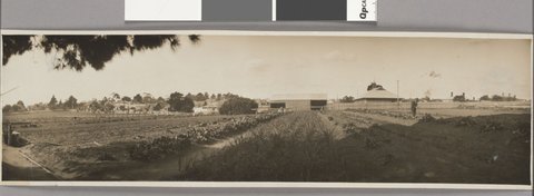 [Looking across vegetable gardens attached to Melbourne Orphanage?, Brighton, Vic.], 1920–30