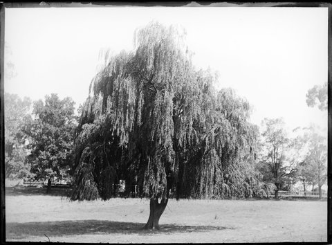 Ornamental trees in the Botanical Gardens, Melbourne, 1900–10