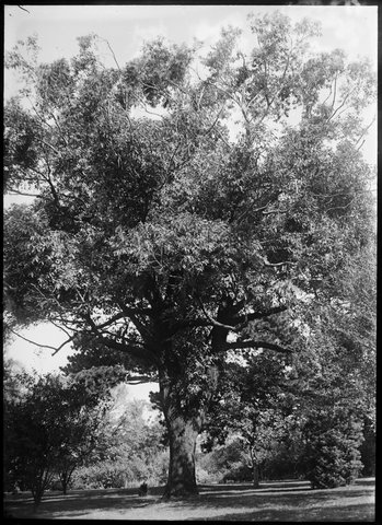 Ornamental trees in the Botanical Gardens, Melbourne, 1900–10