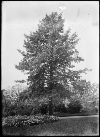 Ornamental trees in the Botanical Gardens, Melbourne, 1900–10