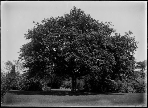 Trees in the Botanical Gardens, Melbourne, 1900–10