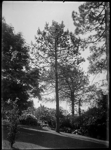 Trees in the Botanical Gardens, Melbourne, 1900–10
