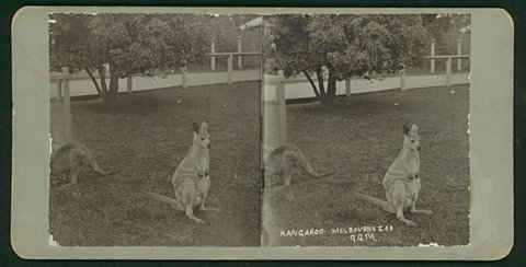 Kangaroo, Melbourne Zoo, 9.9.14, 1914