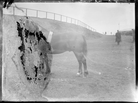Prize-winning horse "Royal Fauntleroy" at the Royal Melbourne Show, 1890–1918