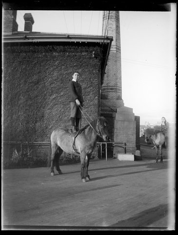 Crivelli's ponies at the Melbourne Mint, Victoria, 1911–17