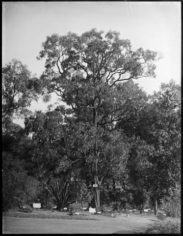 Ornamental tree in the Botanical Gardens, Melbourne, 1900–10