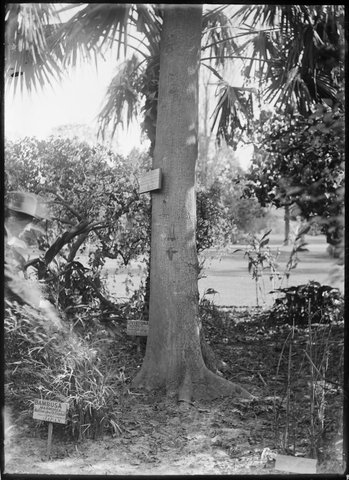 Trees in the Botanical Gardens, Melbourne, 1900–10