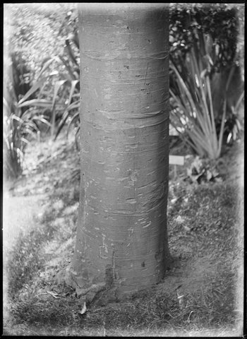 Ornamental trees in the Botanical Gardens, Melbourne, 1900–10