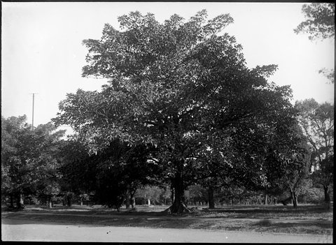 Trees in the Botanical Gardens, Melbourne, 1900–10