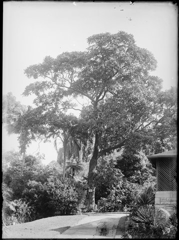 Ornamental trees in the Botanical Gardens, Melbourne, 1900–10