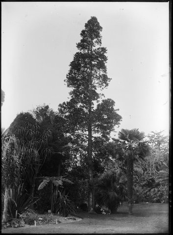 Ornamental trees in the Botanical Gardens, Melbourne, 1900–10