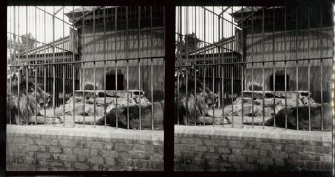Melbourne Zoo, 1890–1910