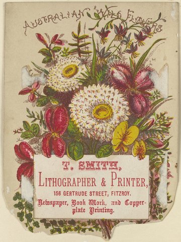 Australian wild flowers. T. Smith, lithographer and printer, 156 Gertrude Street, Fitzroy, newspaper, book work, and copper-plate printing, 1851–85