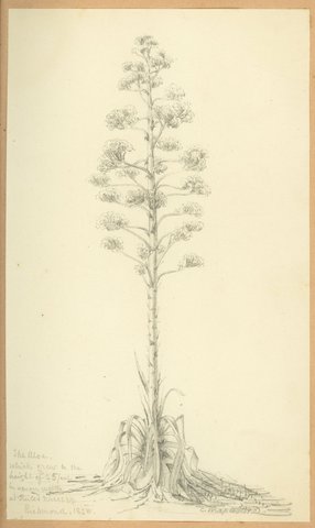 The Aloe. which grew to the height of 25 feet in seven weeks at Rule's Nursery, Richmond, 1858
