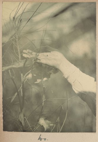 Honeyeaters at Dr. G. Harris', Clifton Hill Vic, 1902
