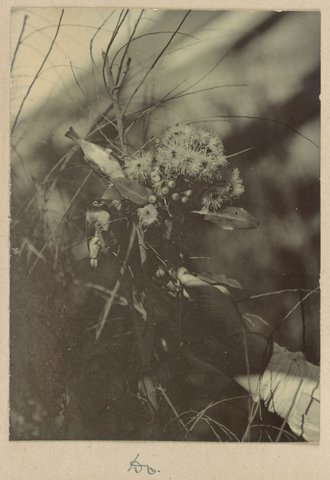 Honeyeaters at Dr. G. Harris', Clifton Hill Vic, 1902