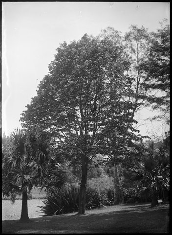 Ornamental trees in the Botanical Gardens, Melbourne, 1900–10