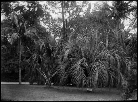 Palm trees in the Royal Botanical Gardens, Melbourne, 1900–10