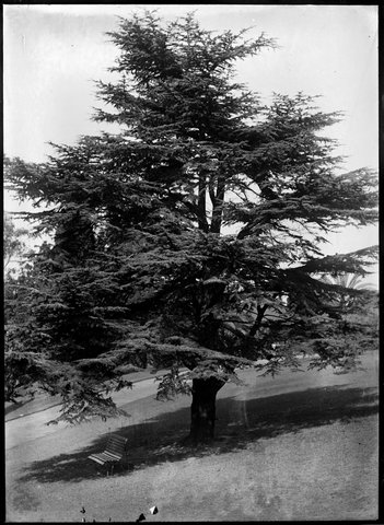 Trees in the Botanical Gardens, Melbourne, 1900–10