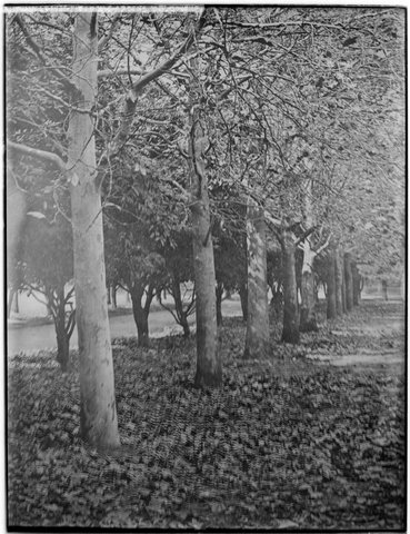 Autumn leaves, Fitzroy Gardens, Melbourne, 1880–1930