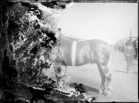 Prize-winning stallion at the Royal Melbourne Show, 1890–1918