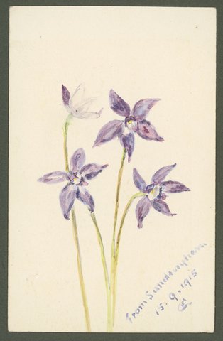 [Wildflowers] from Sandringham, 1915