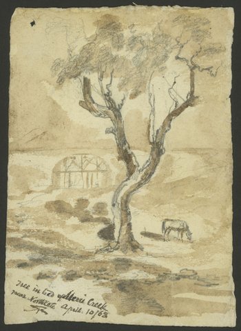 Tree in bed of Merri Creek near Northcote April 10/68, 1868