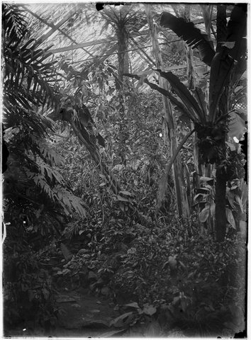 View of the gardens at Pine Grove, Lennox Street, Richmond, 1905