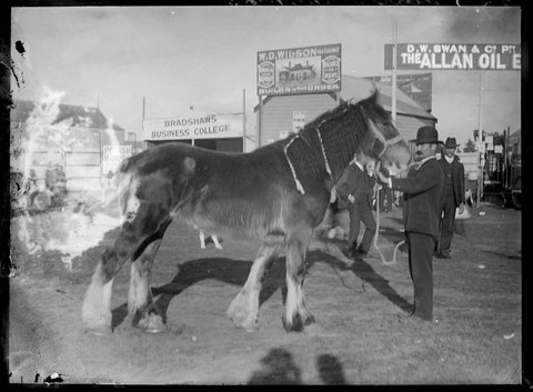 Prize winning horse belonging to Messrs O'Neill at the Royal Melbourne show, 1890–1918