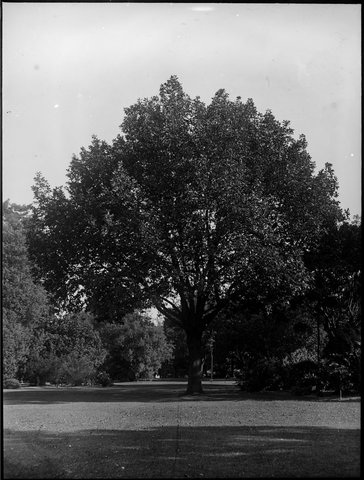 Trees in the Botanical Gardens, Melbourne, 1900–10