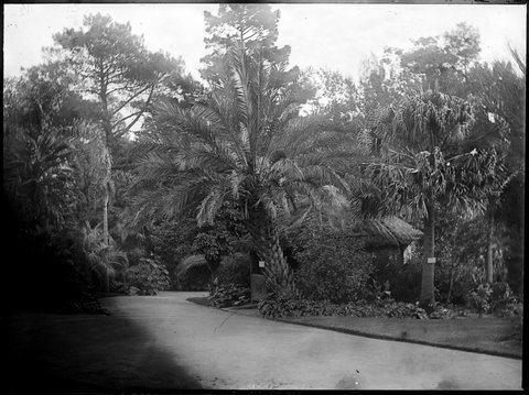 Pathways in the Botanical Gardens, Melbourne, 1900–10