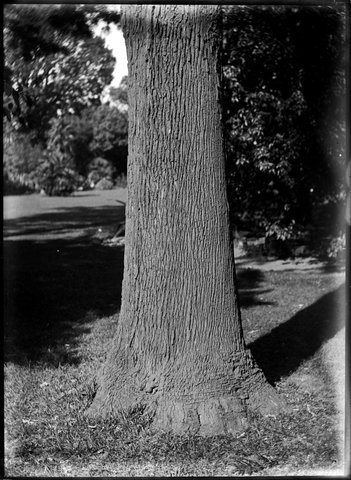 Trees in the Botanical Gardens, Melbourne, 1900–10