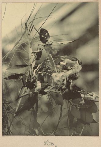 Honeyeaters at Dr. G. Harris', Clifton Hill Vic, 1902