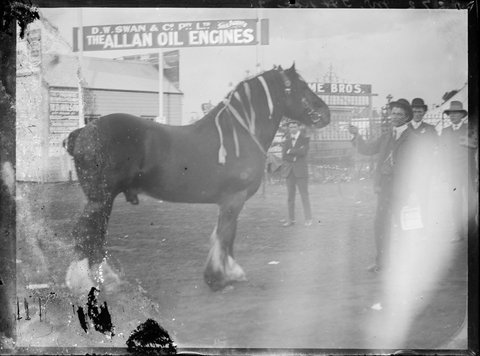 Prize-winning stallion at the Royal Melbourne Show, 1890–1918
