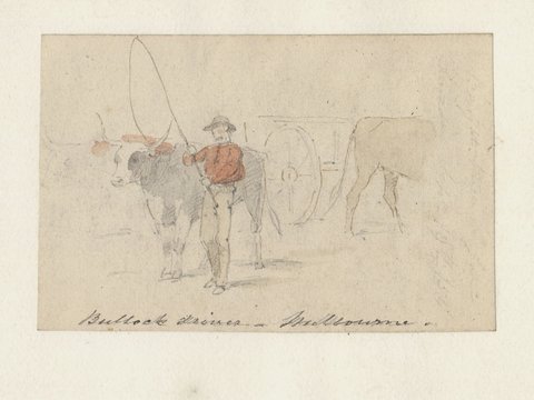 Bullock driver - Melbourne, 1854