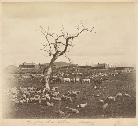 Springvale sheep station, Merriang, 1880?