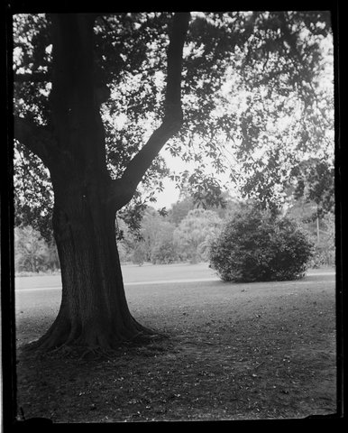 Fitzroy and Botanical Gardens Melbourne, 1929