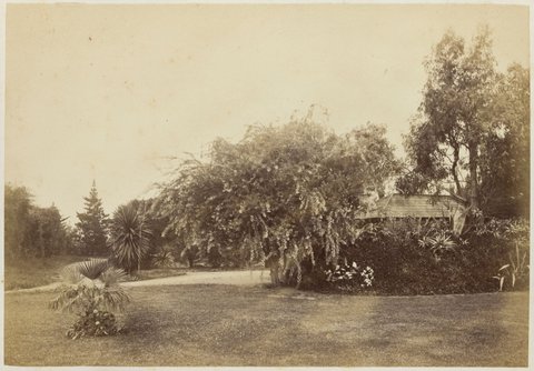 View of the garden at Fairlie House, Anderson Street, South Yarra, 1882