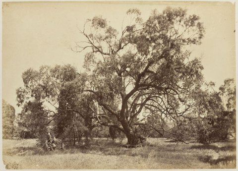 Large gum tree in the garden at Fairlie House, Anderson Street, South Yarra, 1882