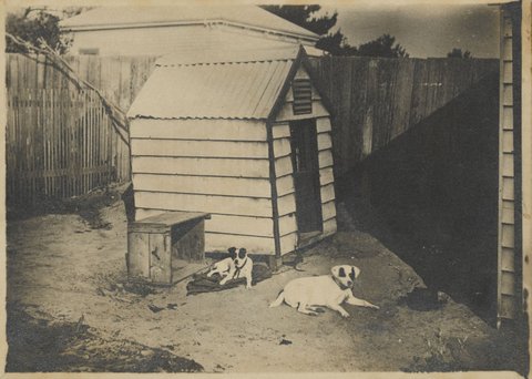 [Two dogs sitting in a backyard, Brighton], c. 1890