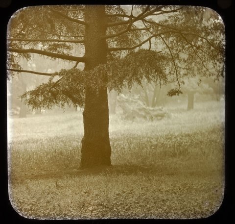 In Fitzroy Gardens, Melb. [i.e. Melbourne], 1900–30