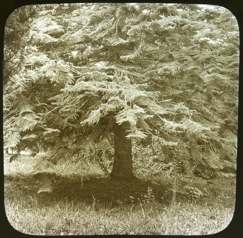 Fitzroy Gardens, Melbourne, 1875–1930