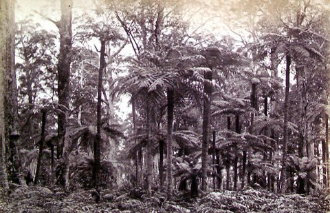Dandenong State Forest - Fern trees near one tree hill, c. 1860