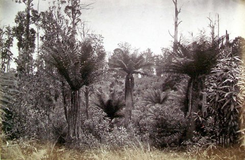 Dandenong State Forest - view in Mast Gully, c. 1860
