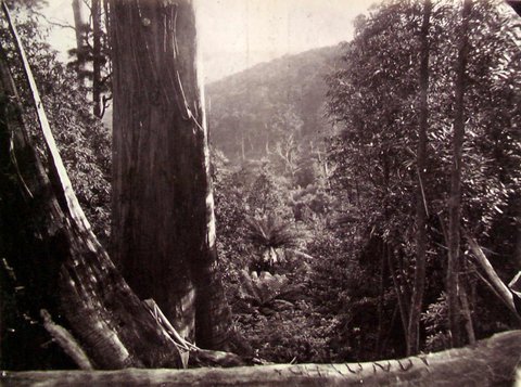 Dandenong State Forest - view near the top, c. 1860