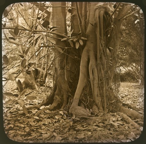 Moreton Bay Fig, Fitzroy Gardens, 1875–1930