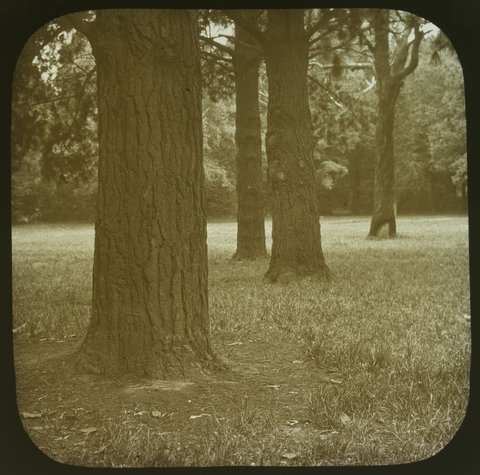 Under the Pines, Fitzroy Gardens, 1875–1930